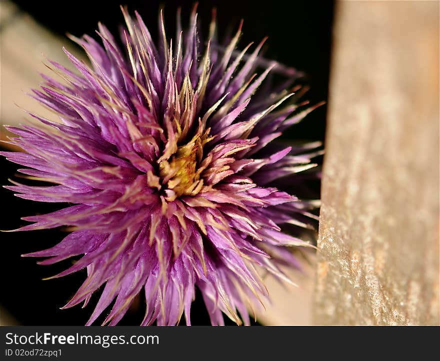 Clematis