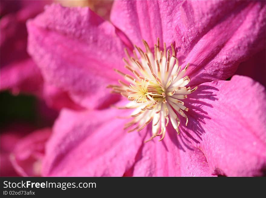 Clematis