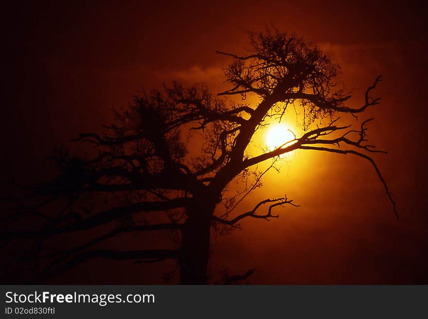 Red Sunrise Tree