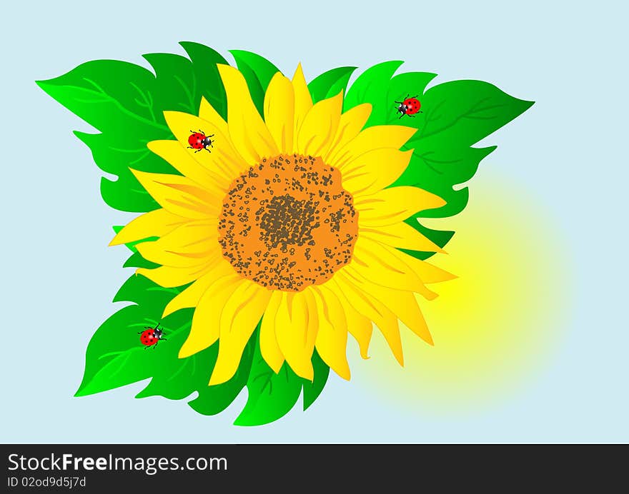 Beautiful sunflower with ladybugs.  Vector. Beautiful sunflower with ladybugs.  Vector