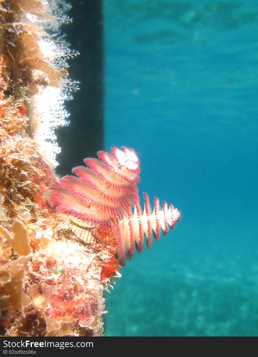 Christmas Tree Worms