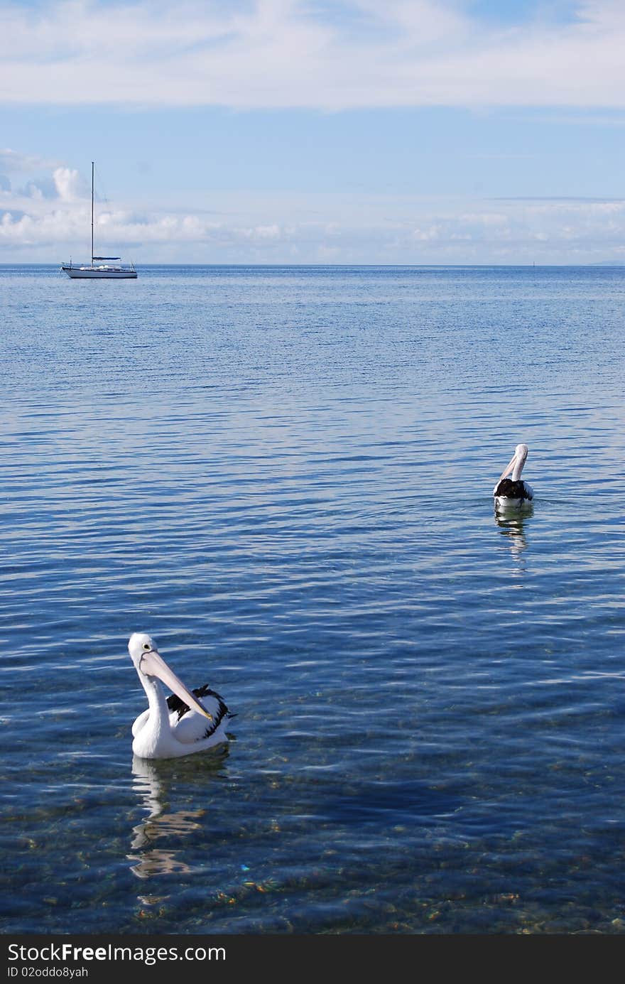 Pelicans