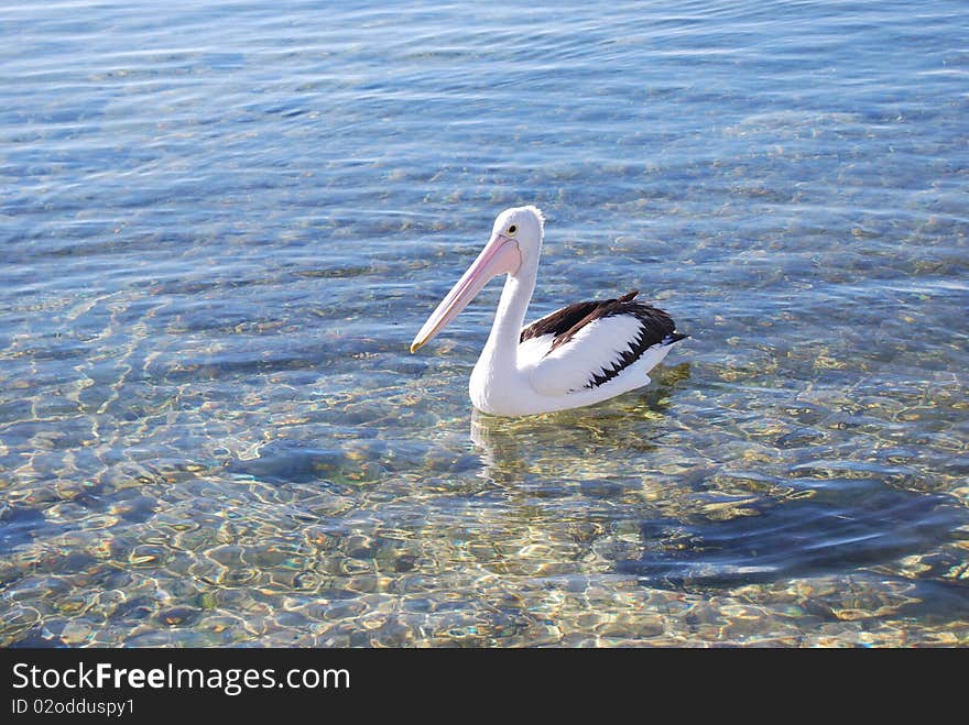 Pelican