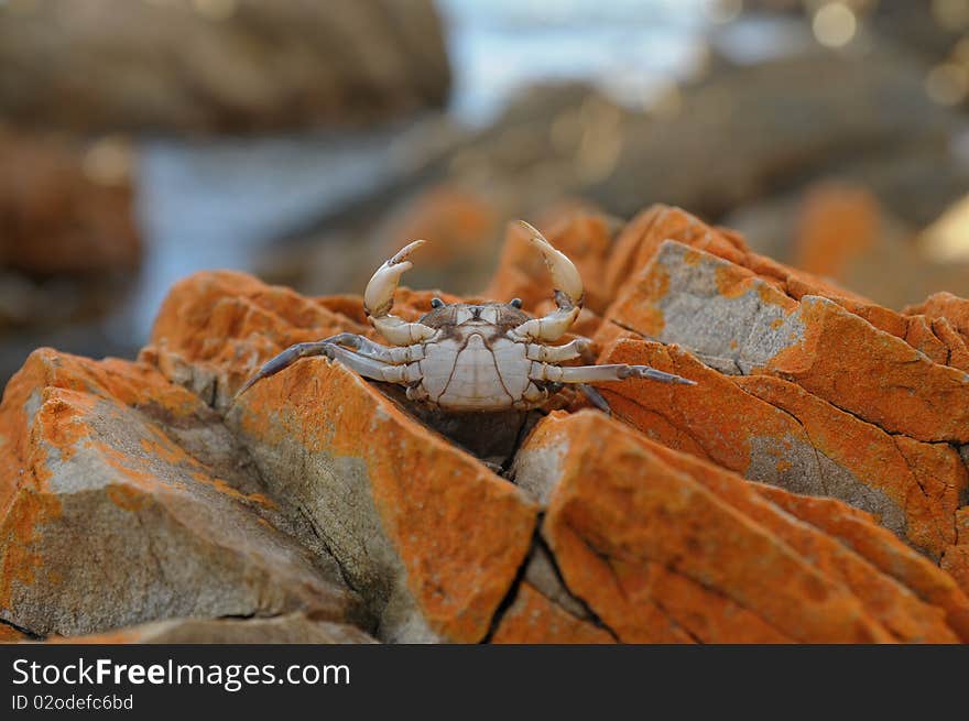 Small crab on the rock