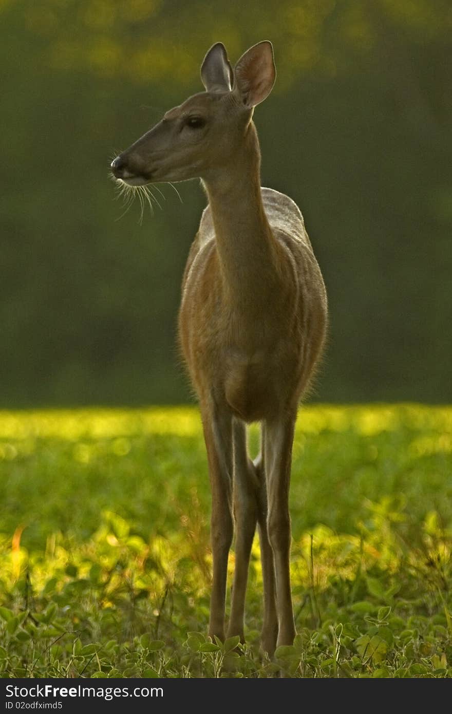 Female deer standing in sunlight field