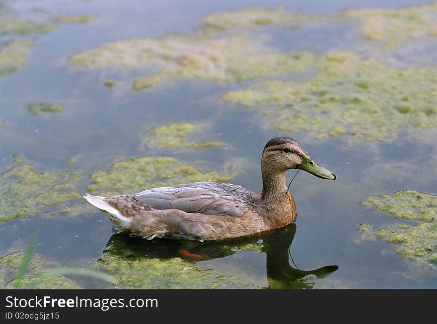 Mallard duck swimming in pond. Mallard duck swimming in pond