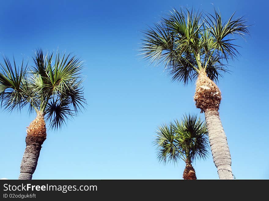 Palm trees in florida, with blue sky background