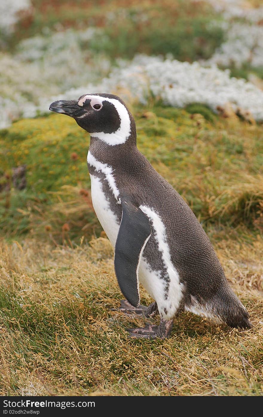 Magellan penguin