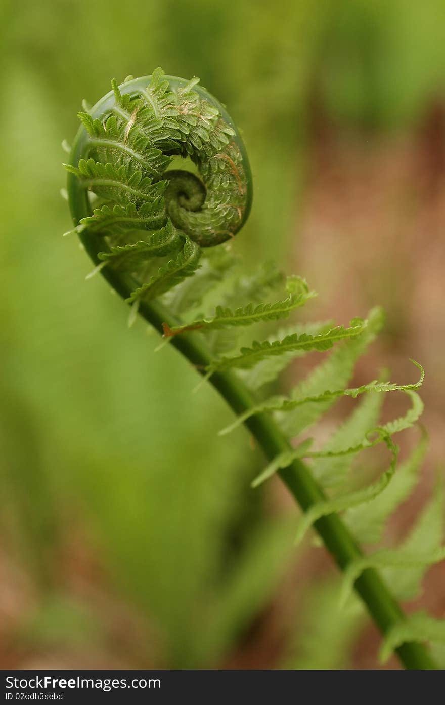 Fern Sprouting