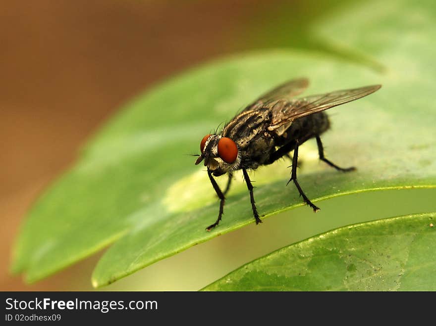 Red-eyed housefly on green leaf with orange background