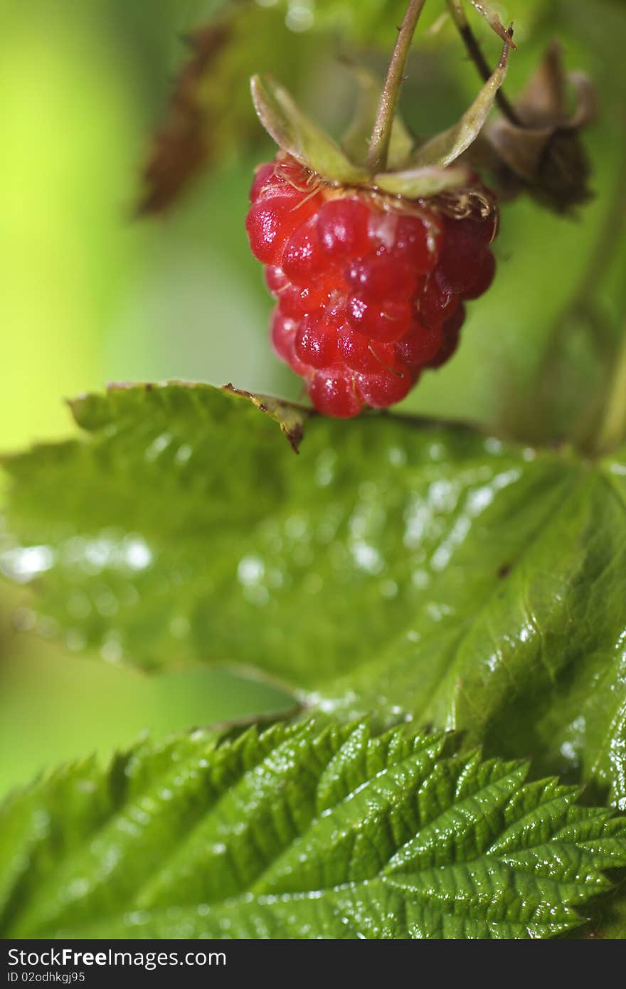 Red Raspberry