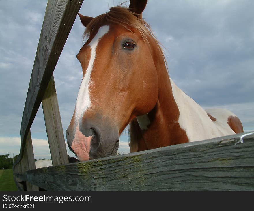 Closeup of a horse head from behind fence. Closeup of a horse head from behind fence