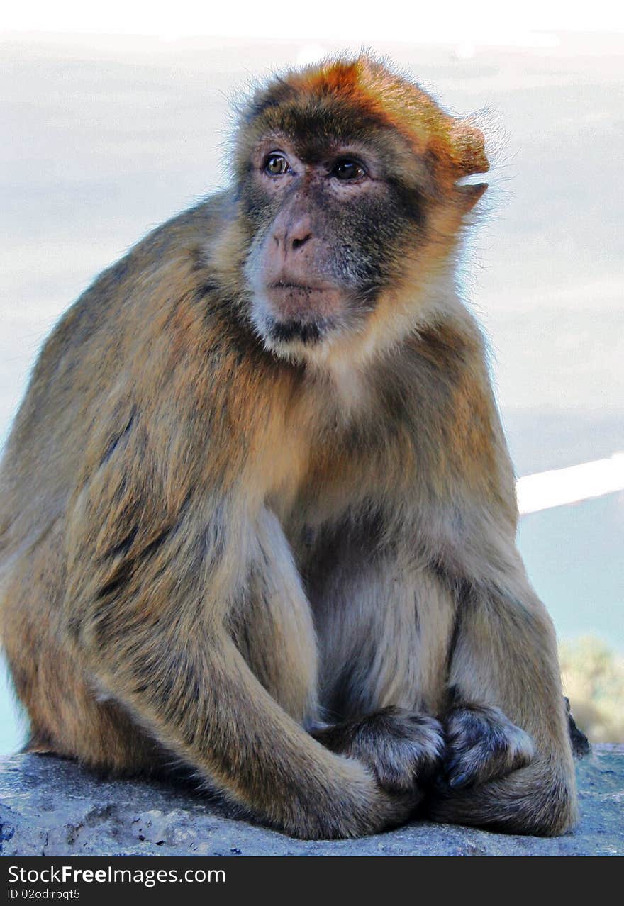 Gibraltar is home to around 230 Barbary Macaques, (commonly confused with apes), the only wild monkeys found in Europe.[