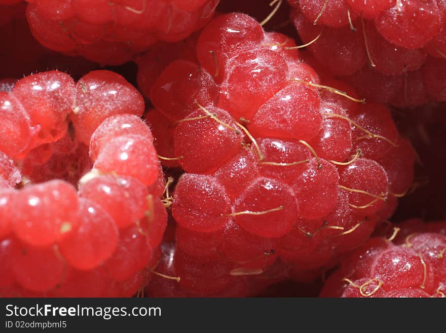 Juicy Red Raspberries