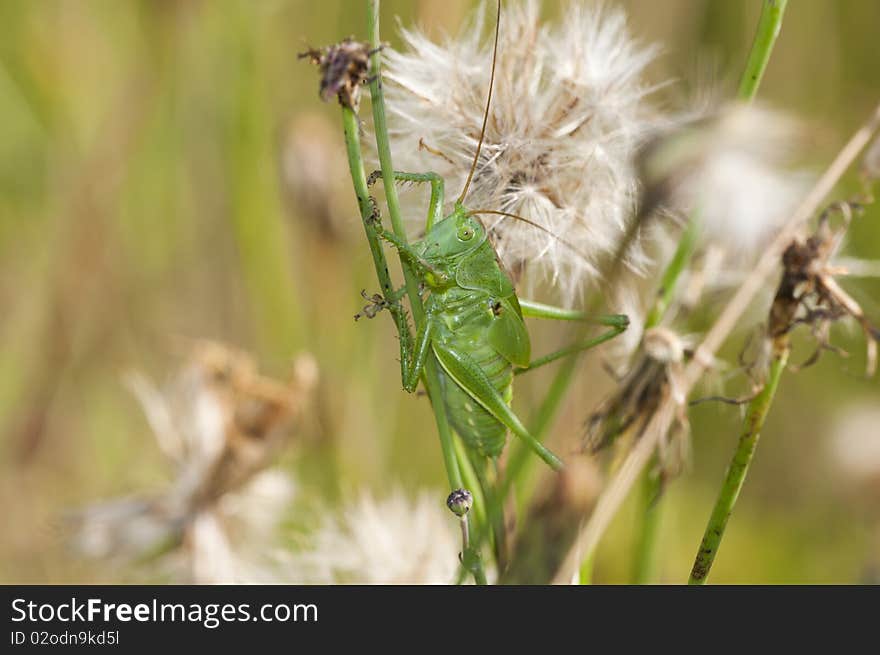 Climbing Caelifera in a Macro