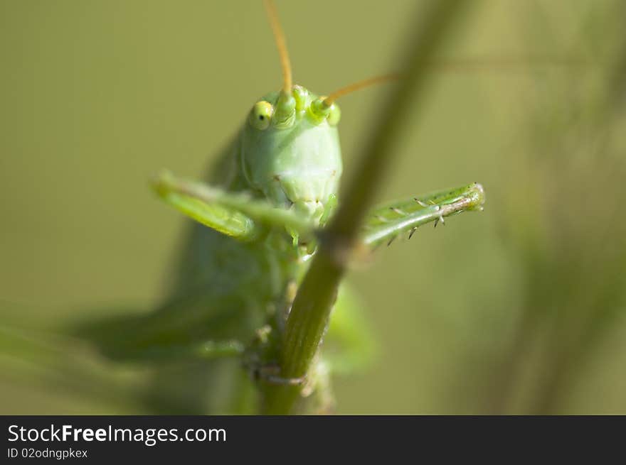 Climbing Caelifera in a Macro