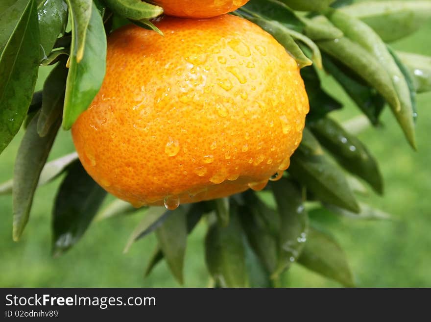 Ripe tangerine with rain drops on the tree.