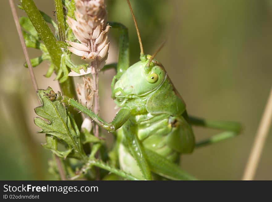 Climbing Caelifera in a Macro