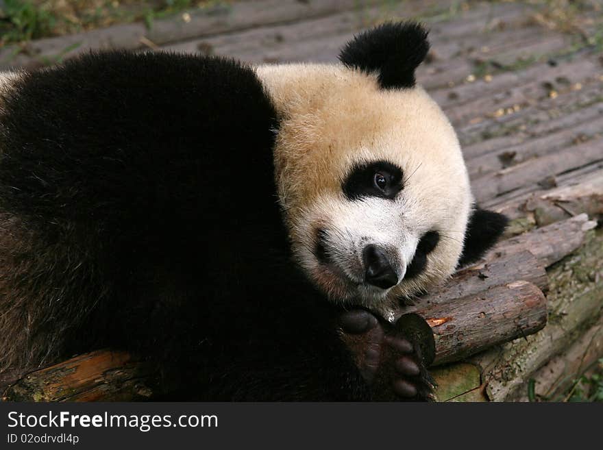 A giant panda lying down. A giant panda lying down