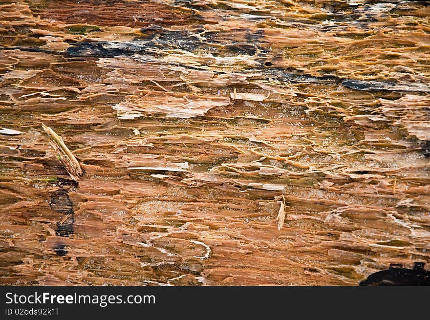 Bark of tree it  be colusion.