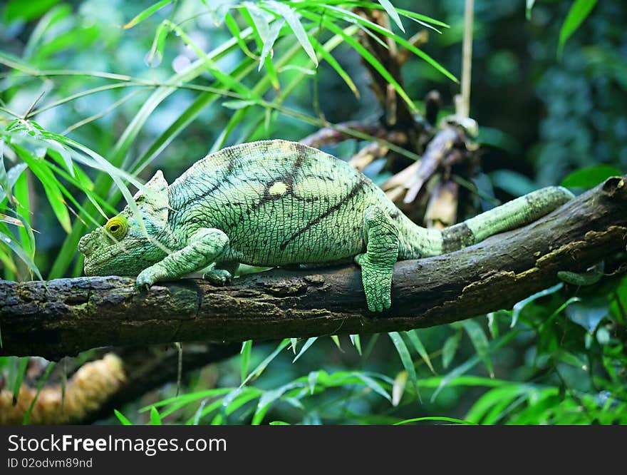 Colorful male chameleon on the tree