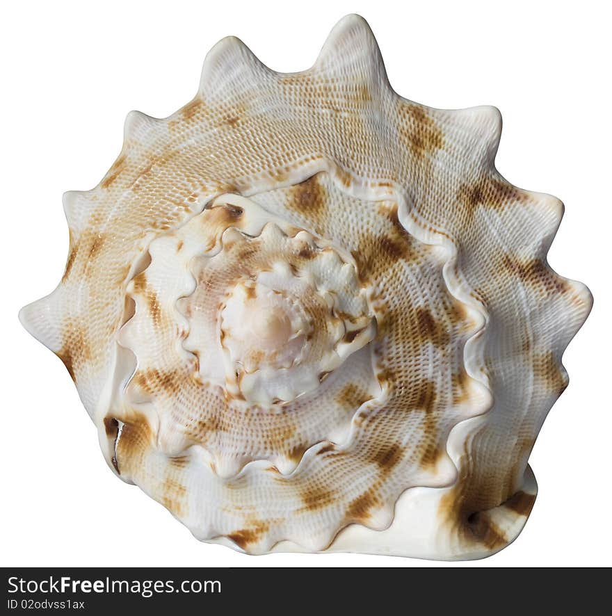 Sea shell(isolated on a white background)