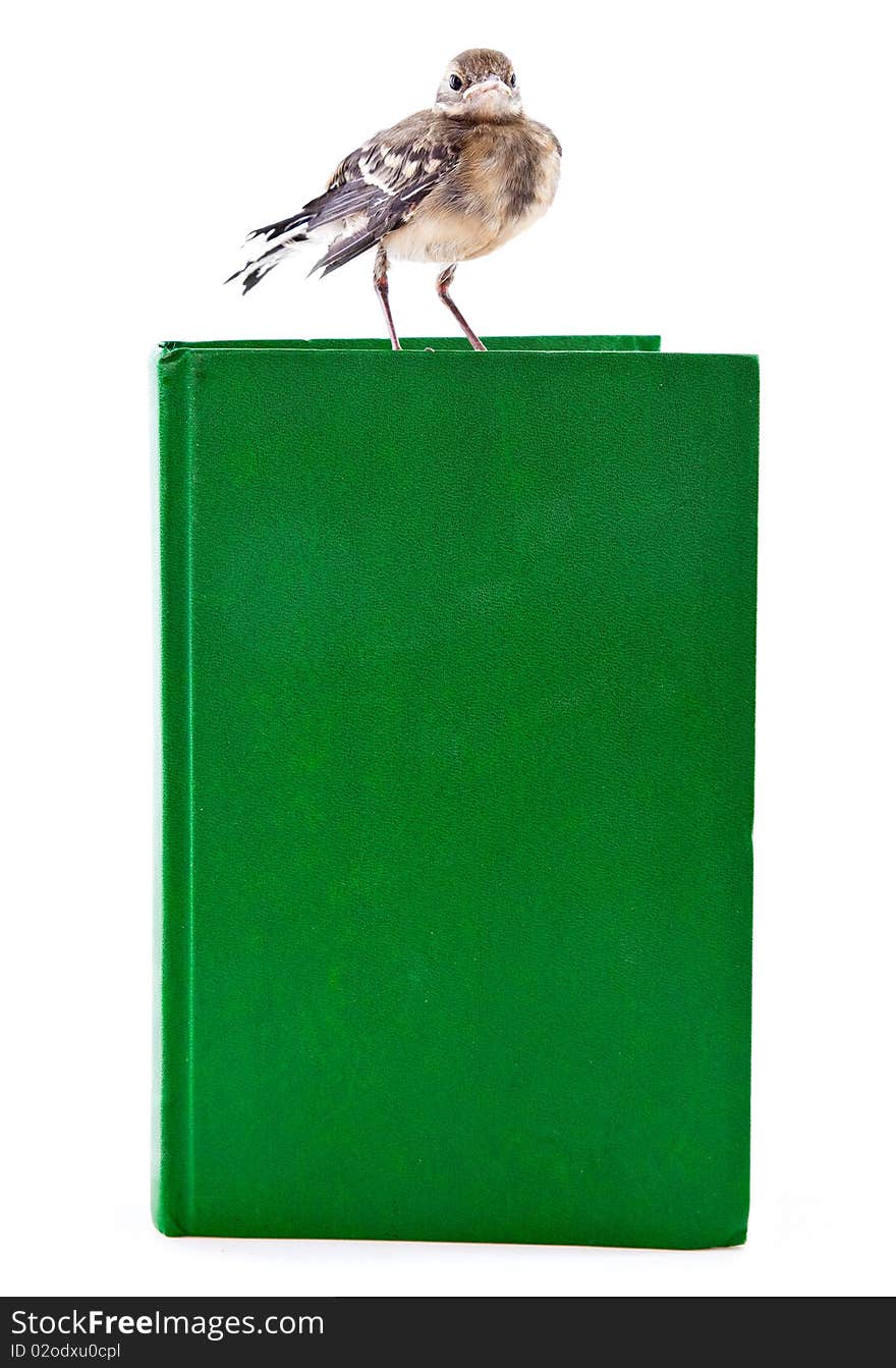 Nestling Of Bird (wagtail) On Book