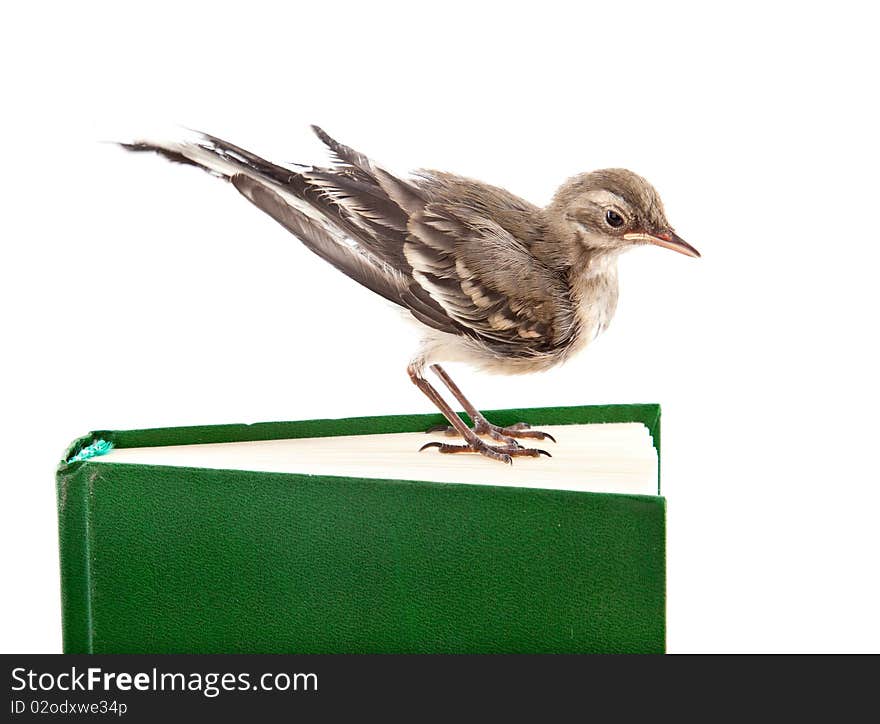 Nestling of bird (wagtail) on book. Isolated on white