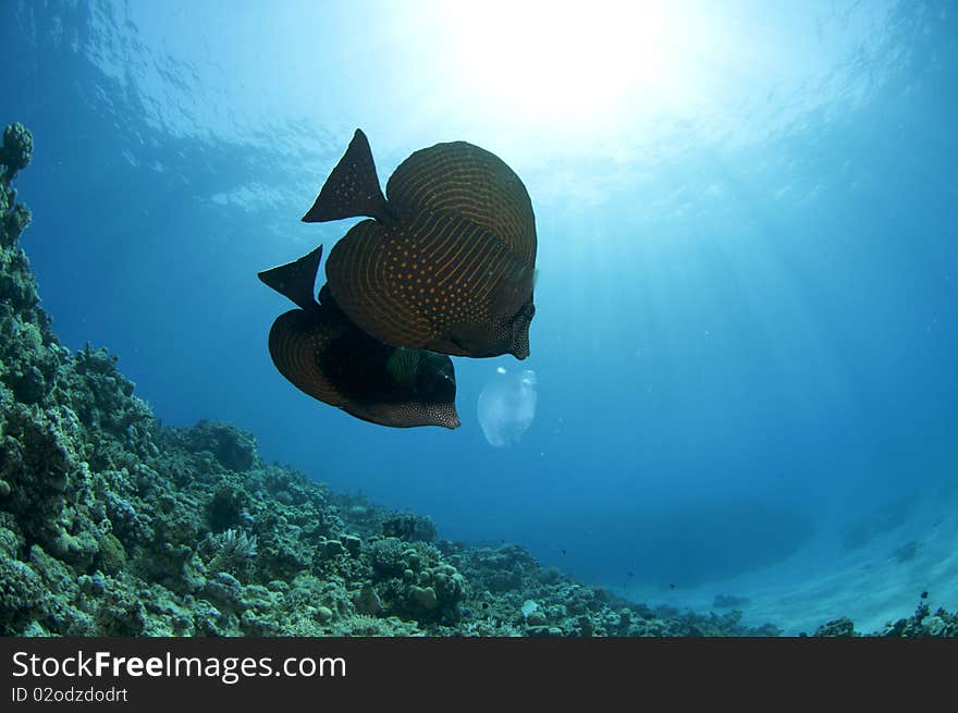 Fish feed on a small jellyfish. Fish feed on a small jellyfish