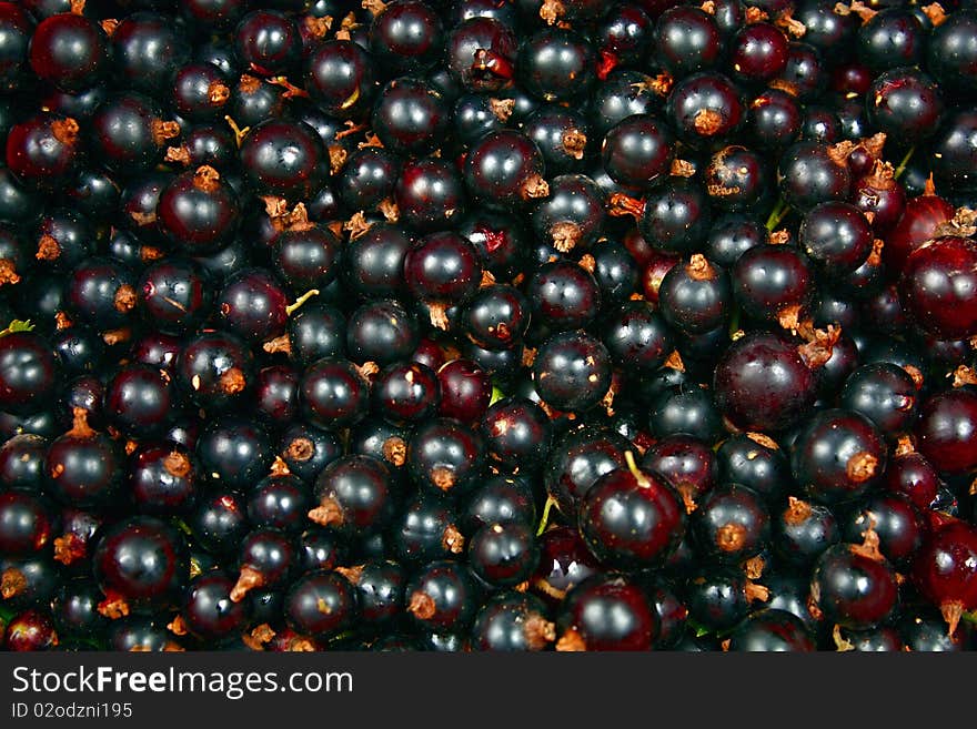 A black currants berry background. A black currants berry background