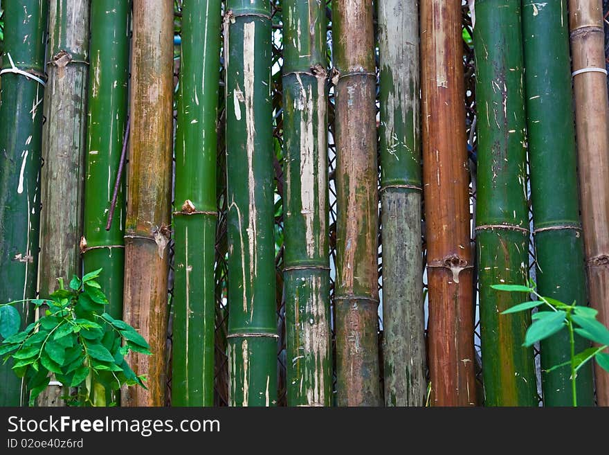 Texture of bamboo fence with plant