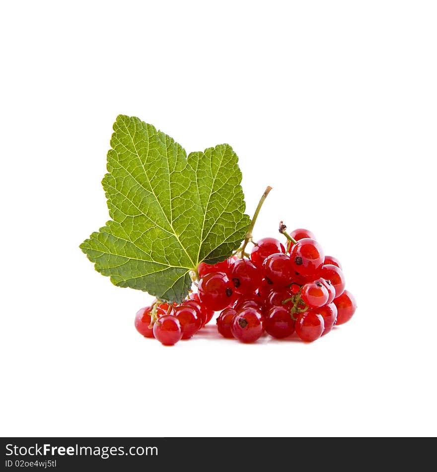 Fresh red currants