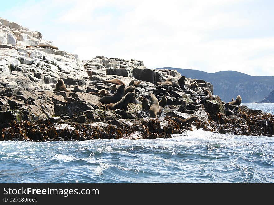 Australian fur seal colony on Bruny Island, SE Tasmania. Australian fur seal colony on Bruny Island, SE Tasmania