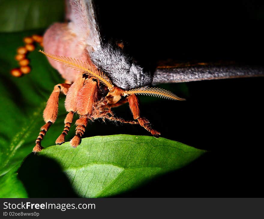 Giant Moth