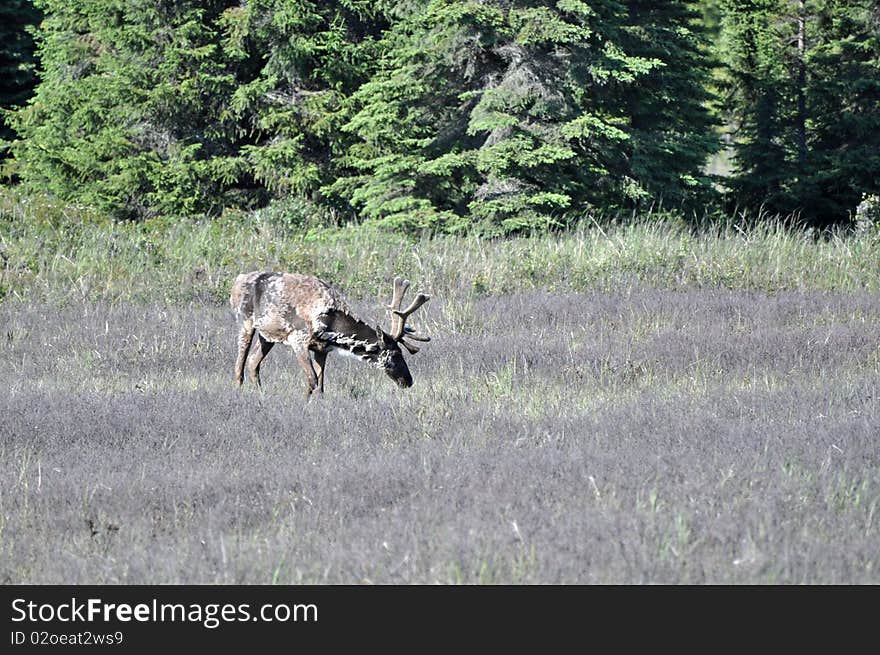 Caribou