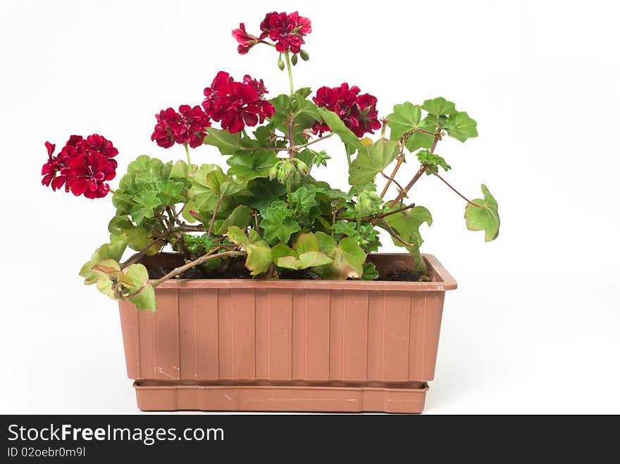 Red violet in tile flowerpot. Red violet in tile flowerpot