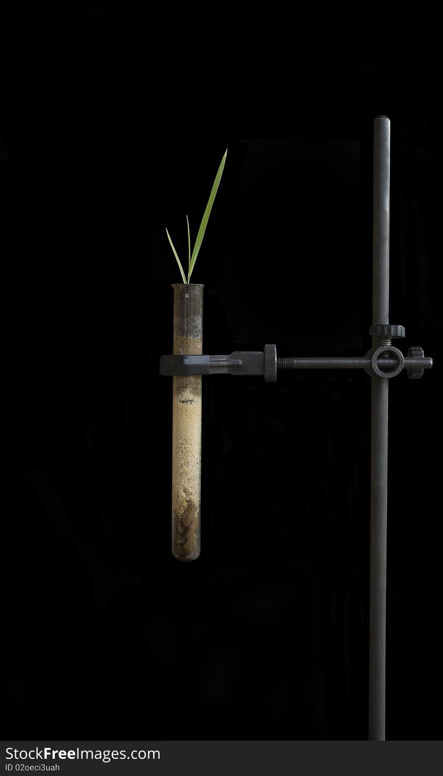 Plant in the test-tube, isolated on the black backgrownd