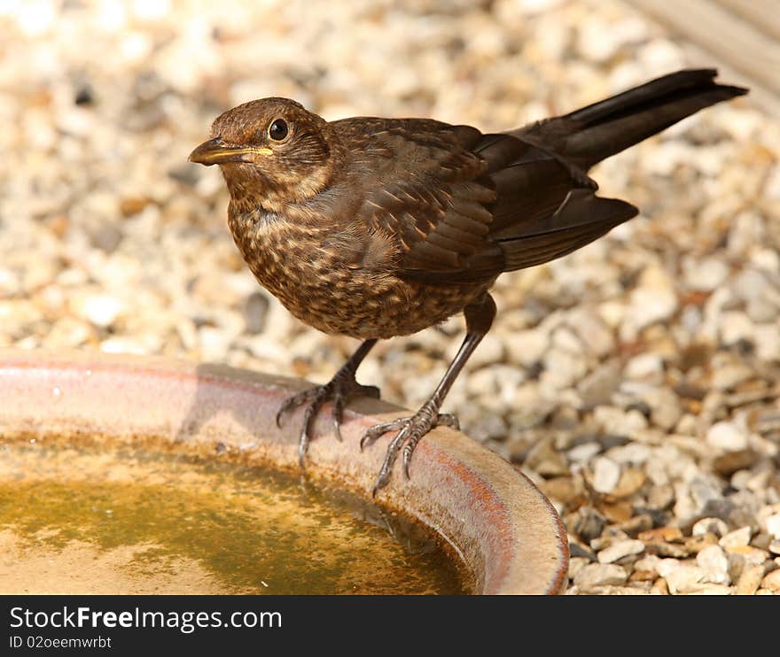 Young Blackbird