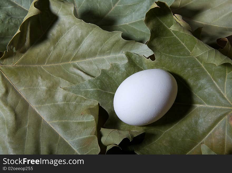 White egg on the foliage. White egg on the foliage