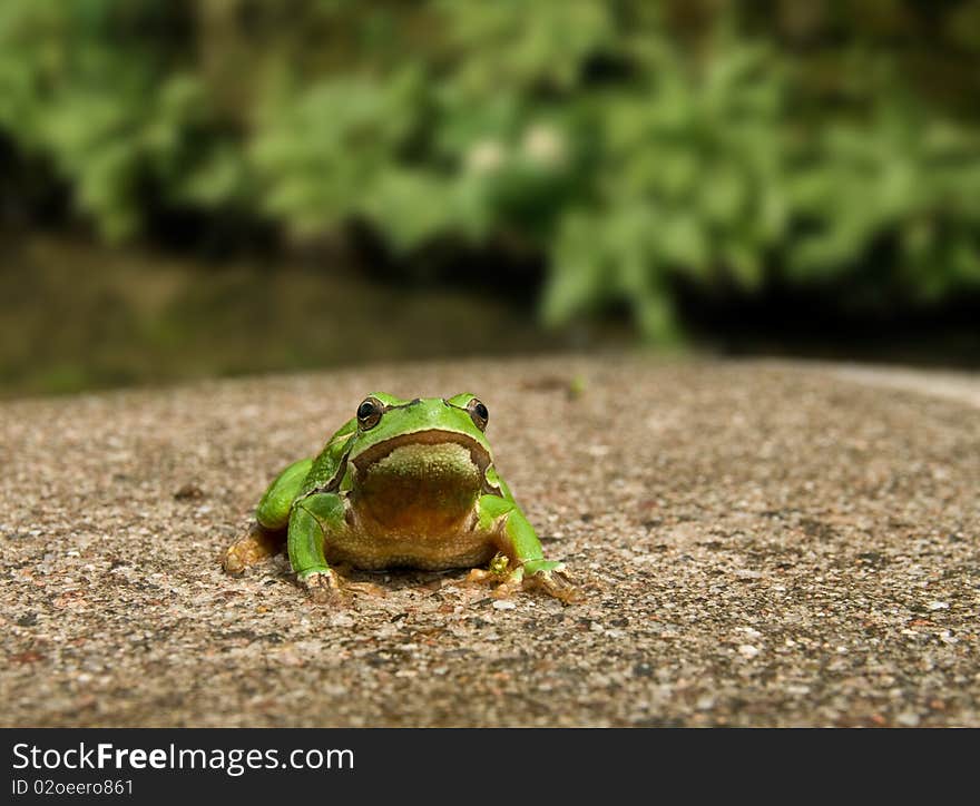 Frog