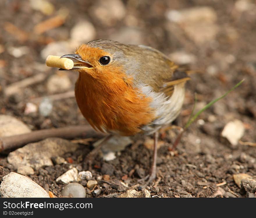 Close up of a Robin collecting suet to feed his baby