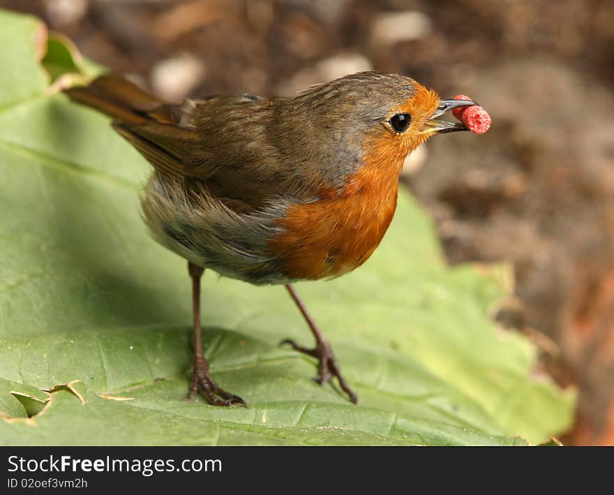 Close up of a Robin collecting suet to feed his baby