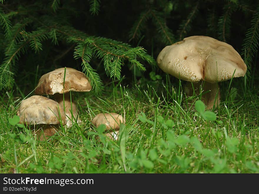 Four growing boletus on background of spruce. Four growing boletus on background of spruce