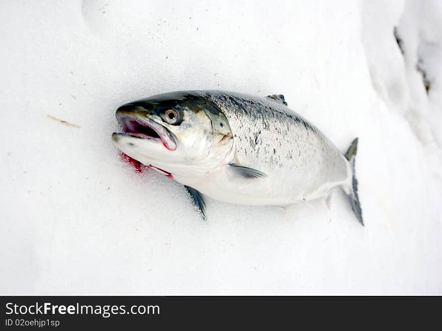 Large lying on snow salmon. Large lying on snow salmon