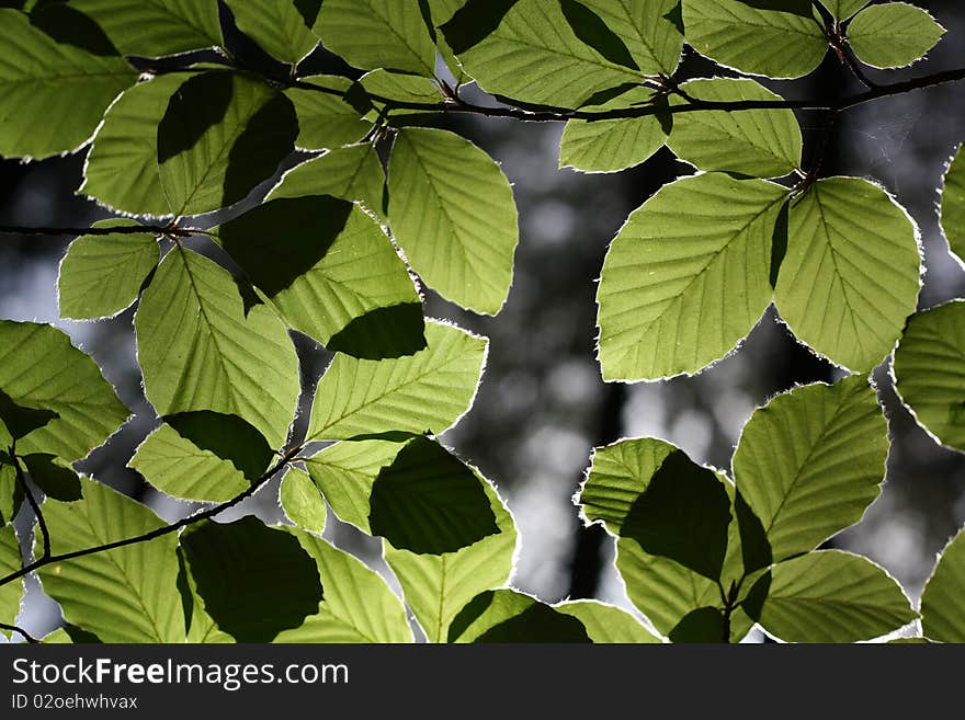 The first rays of the sun reached this leaves