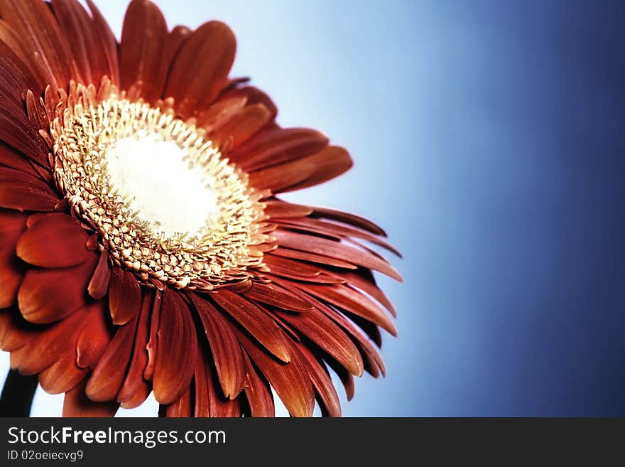 Red Gerbera on blue background