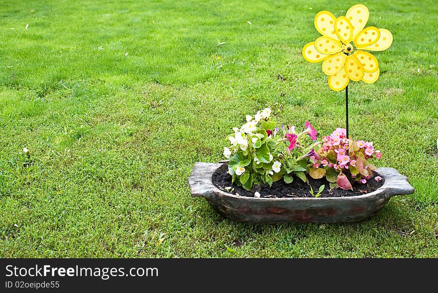 Flowers in a pot