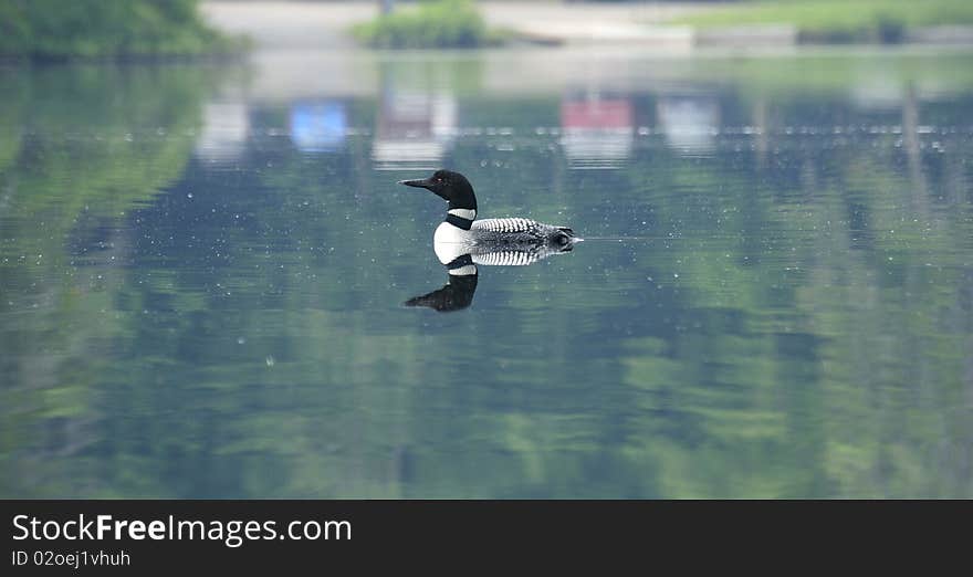 A loon swims gracefully along the water in search of his evening meal. A loon swims gracefully along the water in search of his evening meal.