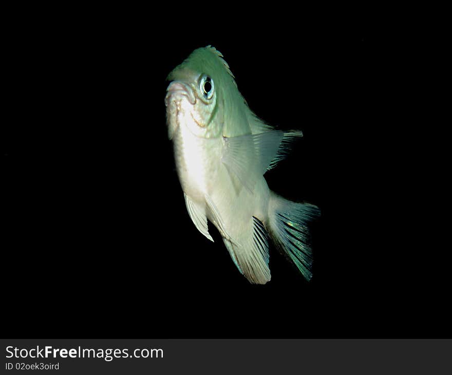 Pale Damselfish