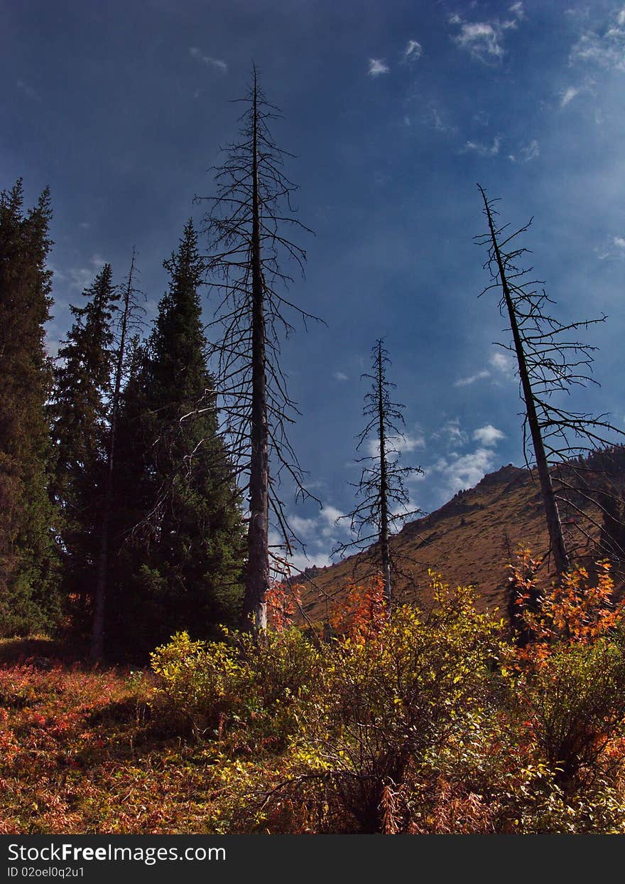 Dry spruces in Kimassari canyon in Tyan-Shan. Dry spruces in Kimassari canyon in Tyan-Shan